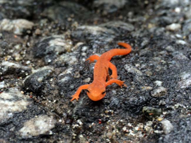 Gecko