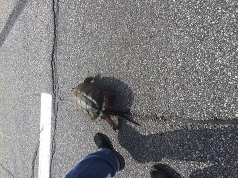 Snapping Turtle on Rt. 28 in Indian Lake